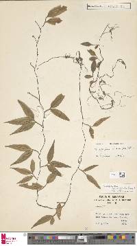 Teratophyllum ludens image