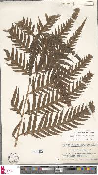 Woodwardia prolifera image