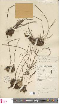 Vittaria isoetifolia image