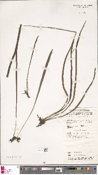 Haplopteris elongata image