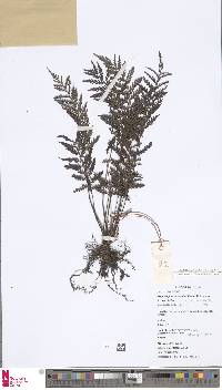 Trigonospora calcarata image