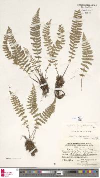 Woodsia polystichoides image