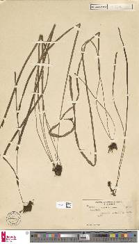 Haplopteris zosterifolia image