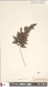 Vandenboschia speciosa image