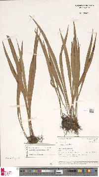 Haplopteris amboinensis image