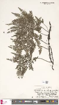 Vandenboschia davalloides image