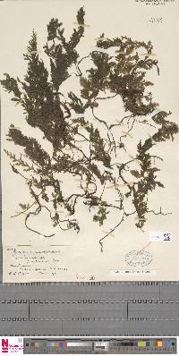 Vandenboschia radicans image