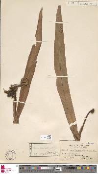 Haplopteris scolopendrina image