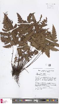 Tectaria beccariana image