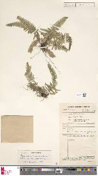 Tapeinidium luzonicum var. thelypteridoides image