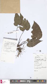 Tectaria brooksii image