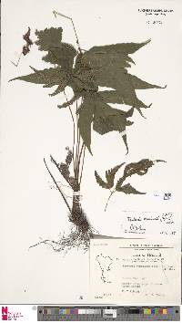 Tectaria brachiata image