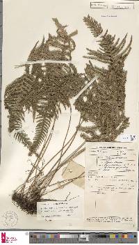 Tapeinidium luzonicum var. thelypteridoides image