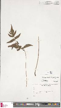 Image of Tectaria brachiata