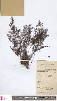 Trichomanes sellowianum image