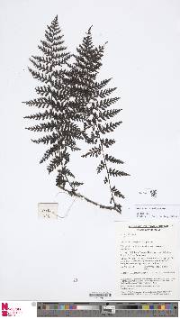 Image of Vandenboschia cystoseiroides