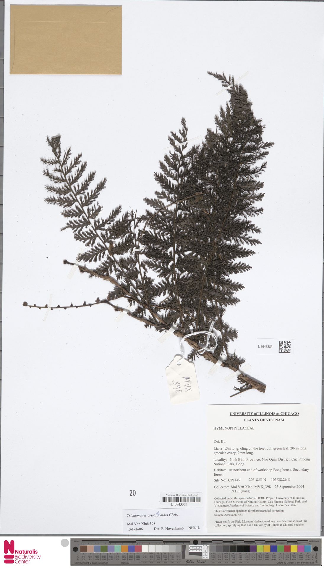 Vandenboschia cystoseiroides image