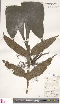 Tectaria decurrens image