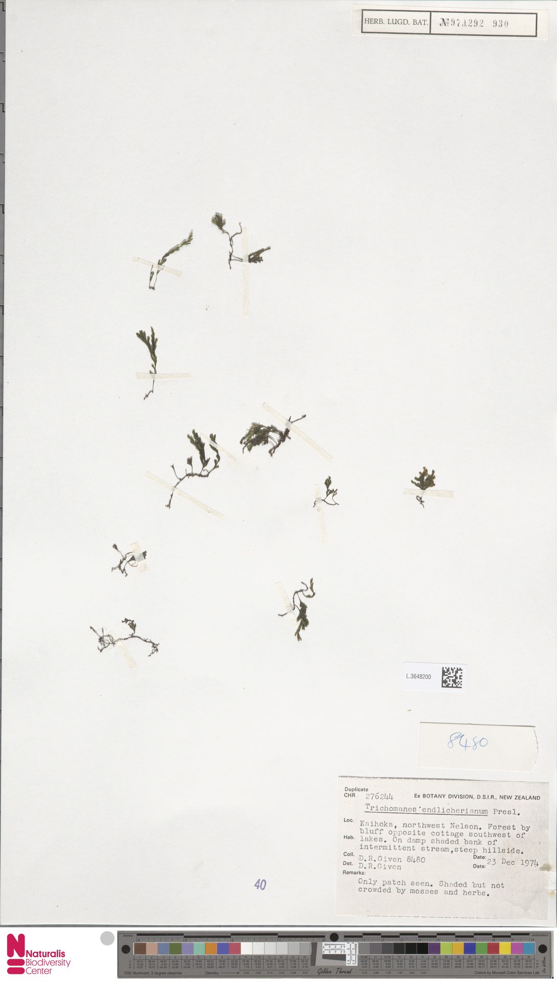 Polyphlebium endlicherianum image