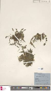 Crepidomanes latealatum image