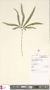 Adiantum hispidulum image