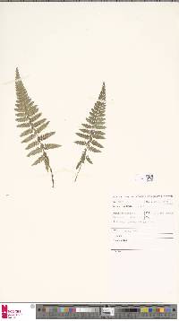 Image of Polystichum luctuosum