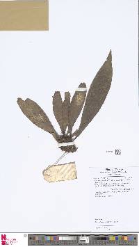 Antrophyum callifolium image