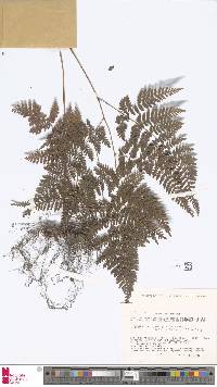 Image of Dryopteris gymnophylla