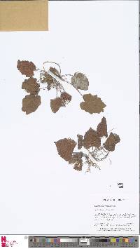Image of Tectaria labrusca