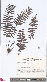 Image of Asplenium crinicaule