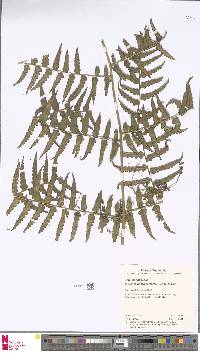 Dennstaedtia arborescens image