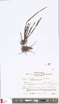 Image of Lepisorus subconfluens