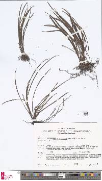 Vaginularia paradoxa image