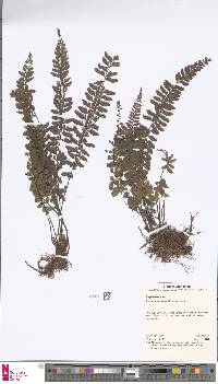 Asplenium sessilifolium image