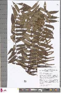 Arthrobotrya articulata image