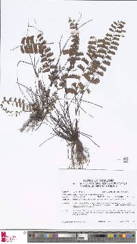 Adiantum zollingeri image