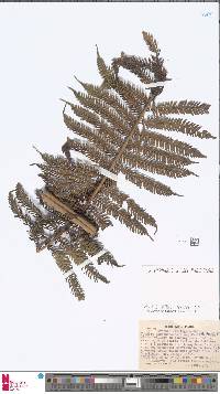 Alsophila stelligera image