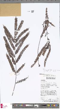 Lindsaea rigida image