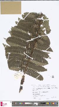 Image of Cyathea phalaenolepis