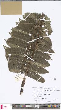 Cyathea phalaenolepis image