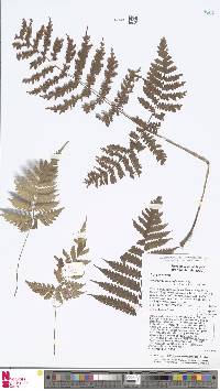 Image of Pleocnemia conjugata