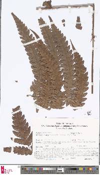 Image of Woodwardia japonica