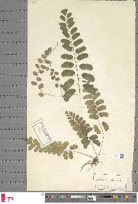 Adiantum philippense image