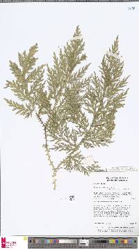 Selaginella padangensis image
