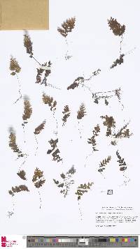 Image of Hymenophyllum exsertum