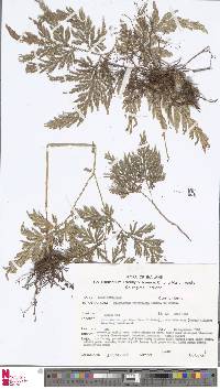 Selaginella ostenfeldii image