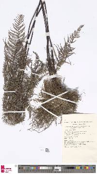 Pityrogramma calomelanos var. calomelanos image