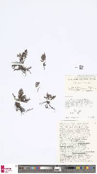 Image of Trichomanes macilentum