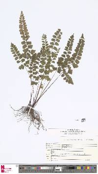 Image of Lindsaea chienii
