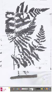 Cyathea gibbosa image
